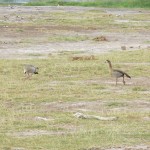 IMG_0178